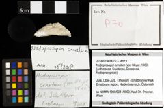 Foto (Objekt + Etiketten) von Nodoprosopon ornatum (von Meyer, 1860) 